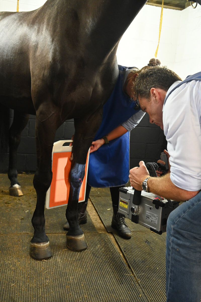 Chiddingfold horse vet