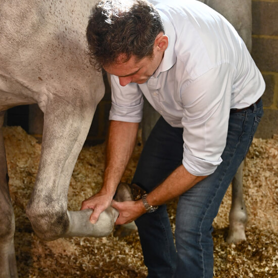 Equine vet practice Thursley