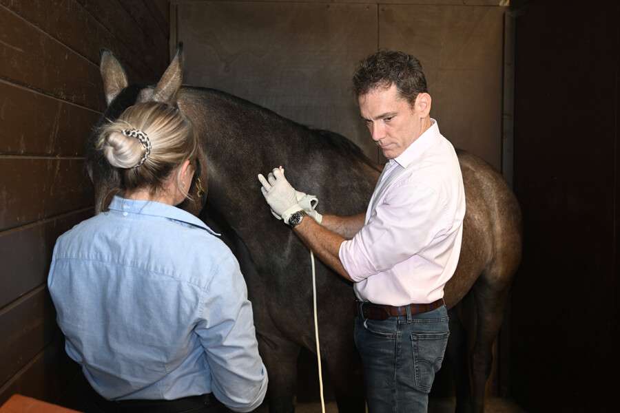 Horse vet practice Shackleford
