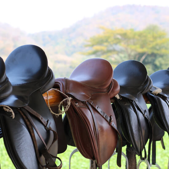 Services Riding Establishment Inspections Home